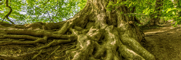 Schamanismus online Kurs