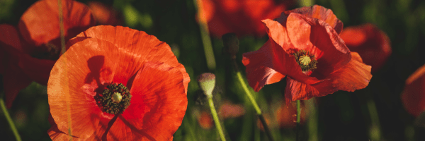 Schamanismus online Kurs